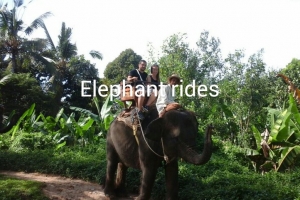 Elephant Rides