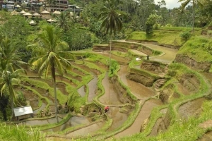 Bali rice terraces