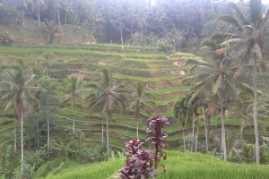 Rice terraces Bali Tour Guide