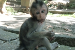 Bali monkey sweet