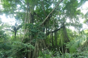 Bali monkey forest jungle