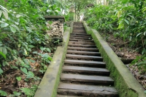 Bali forest