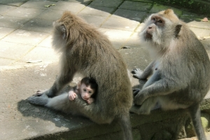 Monkeys Bali