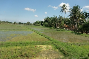 Bali rice picture