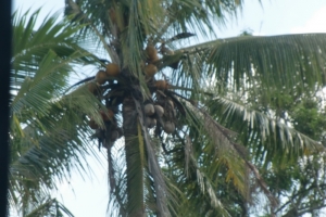 Bali palm tree
