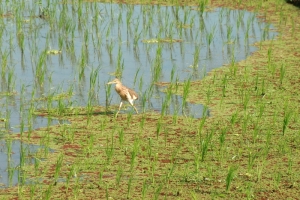 Bali bird walking