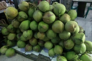 Bali green Coconuts