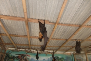 Bali big bat