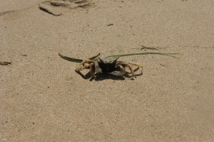 Small crab Bali beach