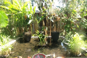 Bali koy pond