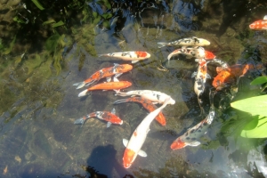 Koy pond Bali hotel