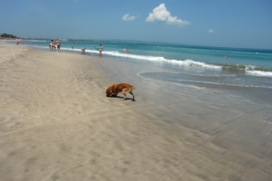 Bali dog on beach