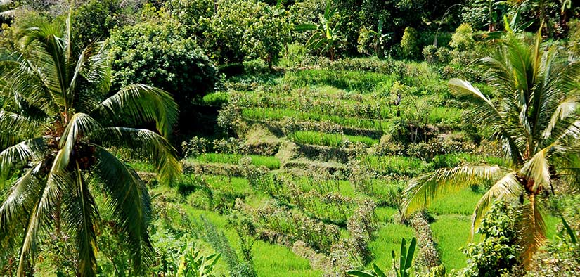 rice fields of Bali